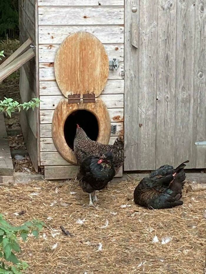 Chickens interacting with a wooden structure featuring a toilet seat, unexpected things made out of things that would've been thrown away.