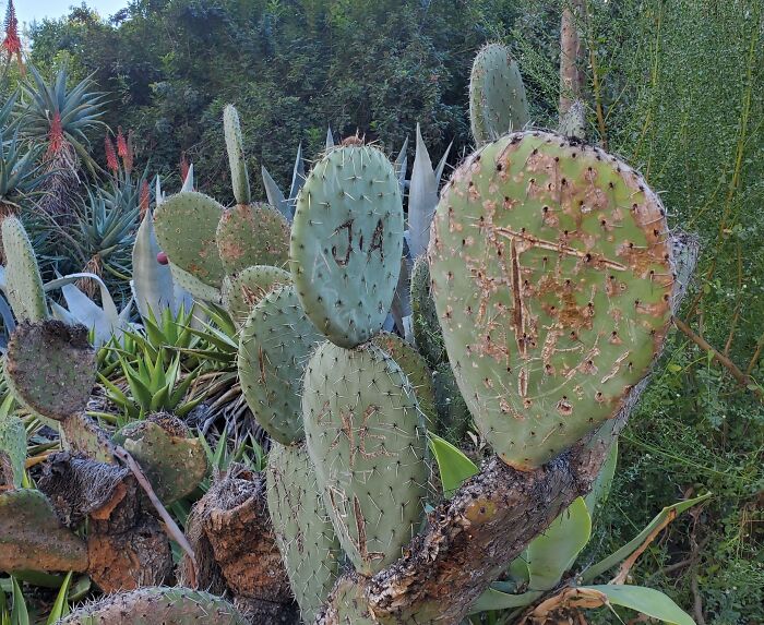 A cactus carved with initials, a clear example of people lacking basic human decency in respecting nature.
