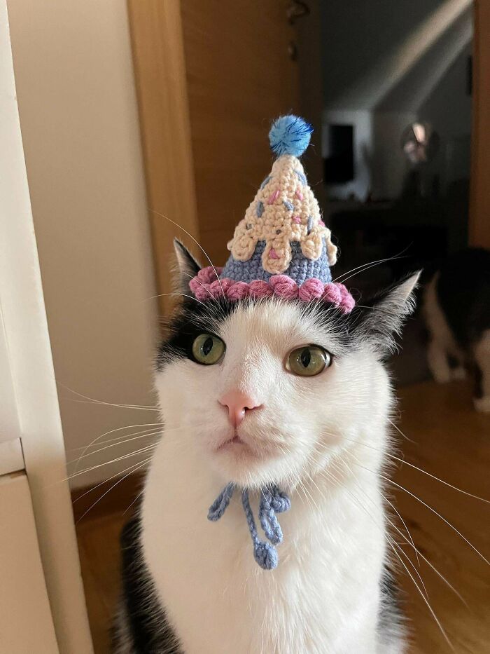A black and white cat wearing an incredible crochet enthusiasts' birthday hat, looking directly at the camera.