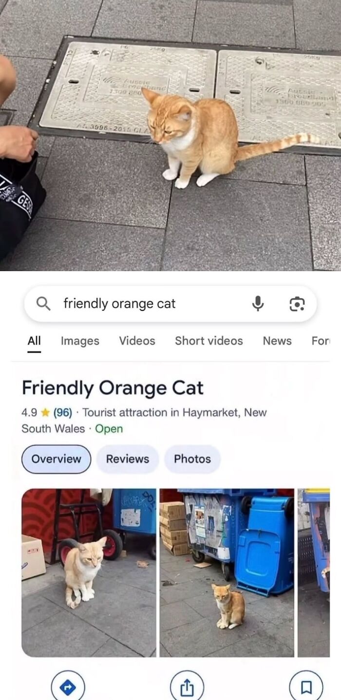 Orange Cat Accidentally Became A 4.9-Star Google Maps Attraction