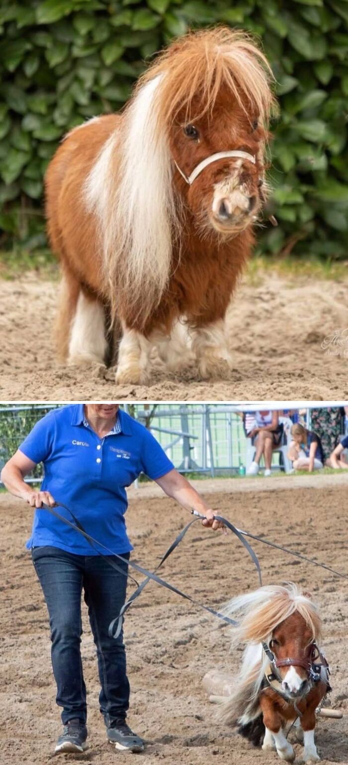 The World's Shortest Horse Just Broke A New Record