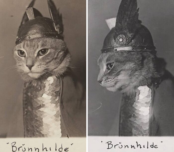 Knight Cat Wearing Tiny Helmet And Armor From 1936