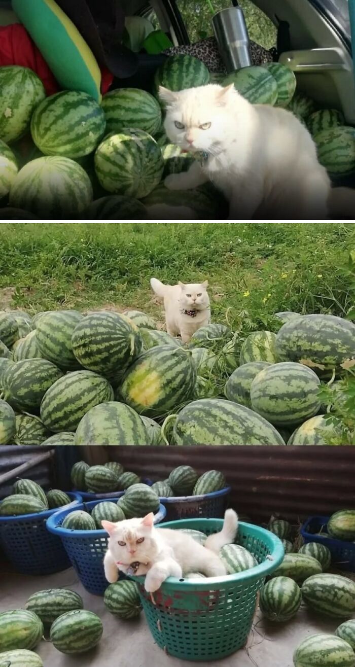 Meet Pearl, A Cat From Thailand Who Treats Watermelon Security Like A Mission