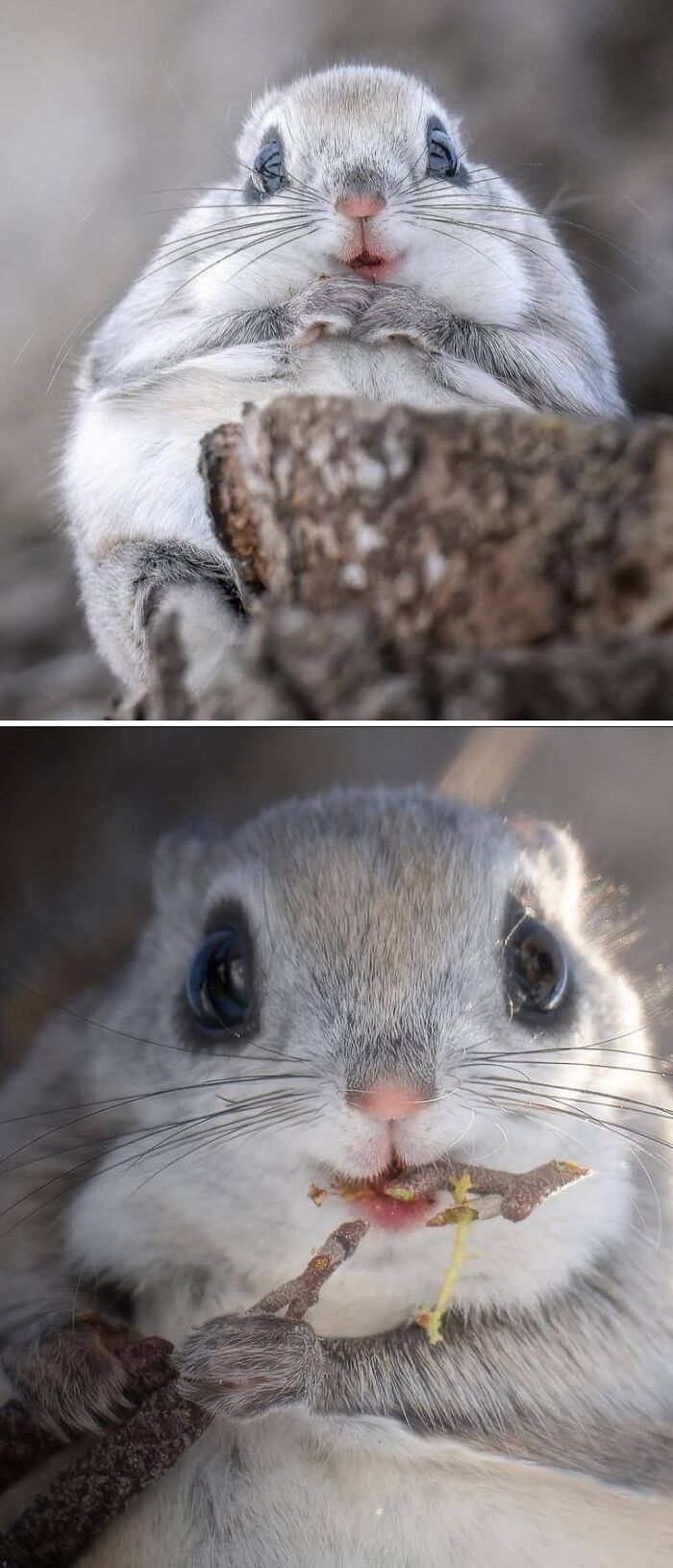 Meet The Siberian Flying Squirrel, Nature's Cutest Glider