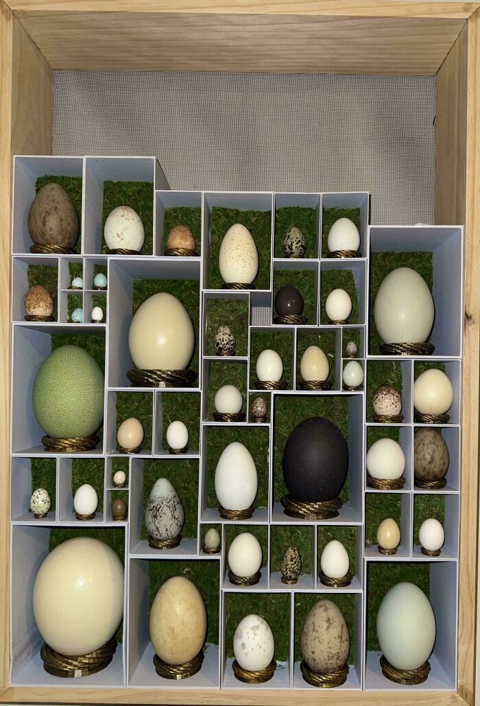 A captivating collection of various bird eggs of different sizes, shapes, and colors, neatly displayed in a grid.