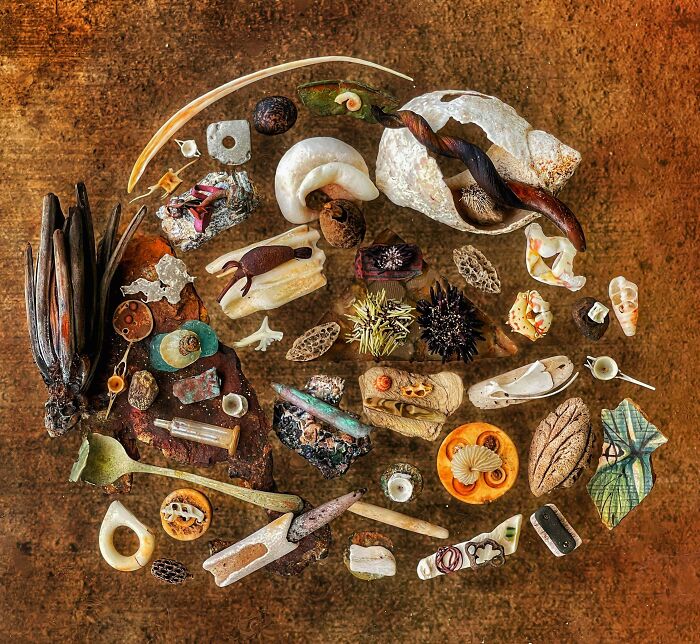 An unexpected collection of natural items including shells, bones, and other organic fragments, arranged in a circle.