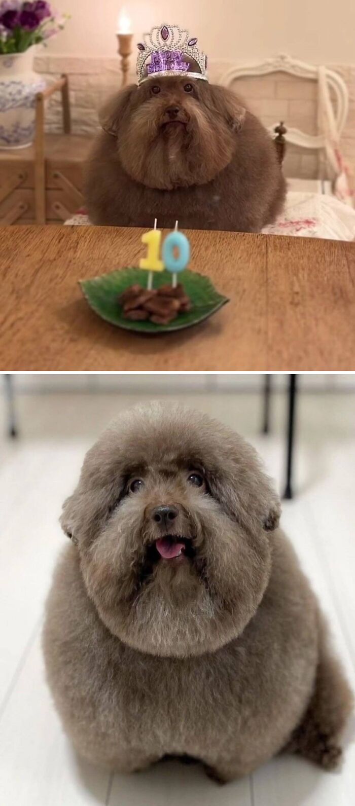 Scoobert, The Dog Who Went Viral For His Round Frame, Has Celebrated His 10th Birthday