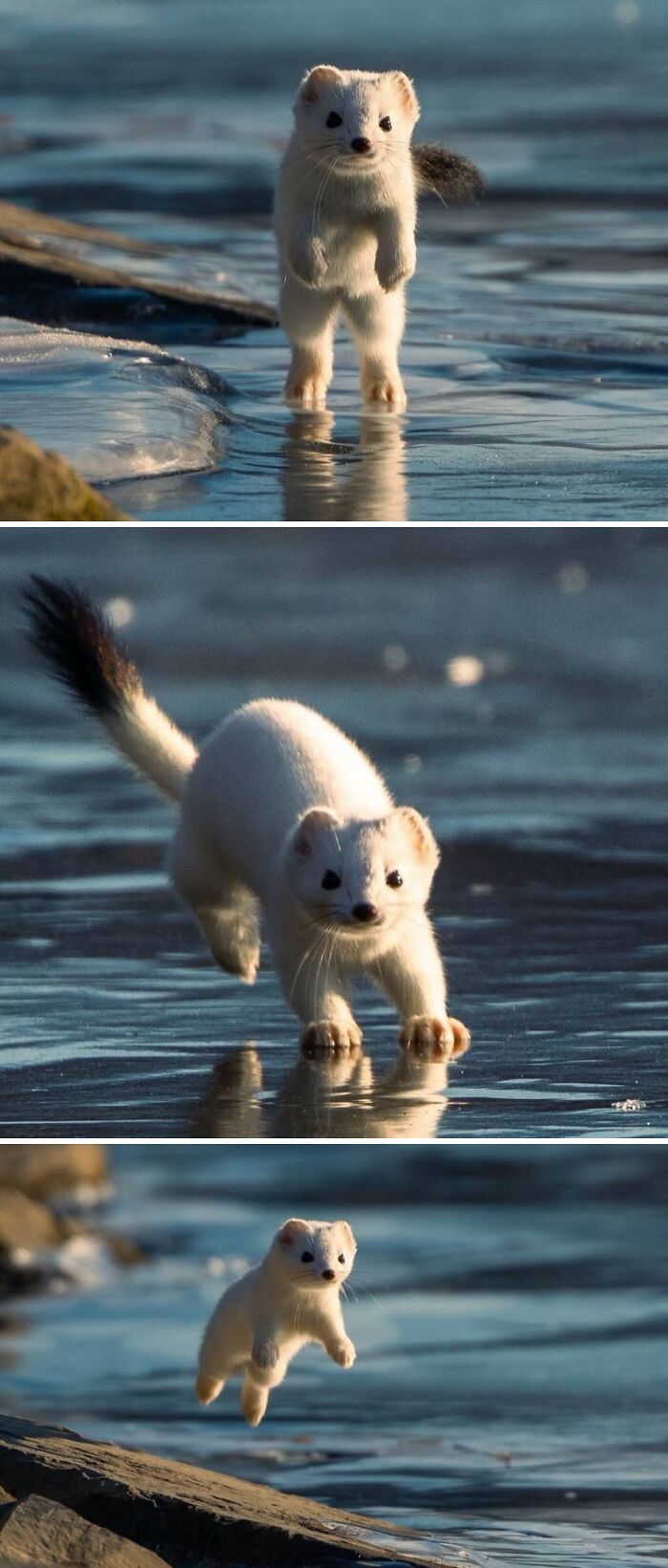 Adorable White Ermine Caught Sprinting Over Ice In Alaska