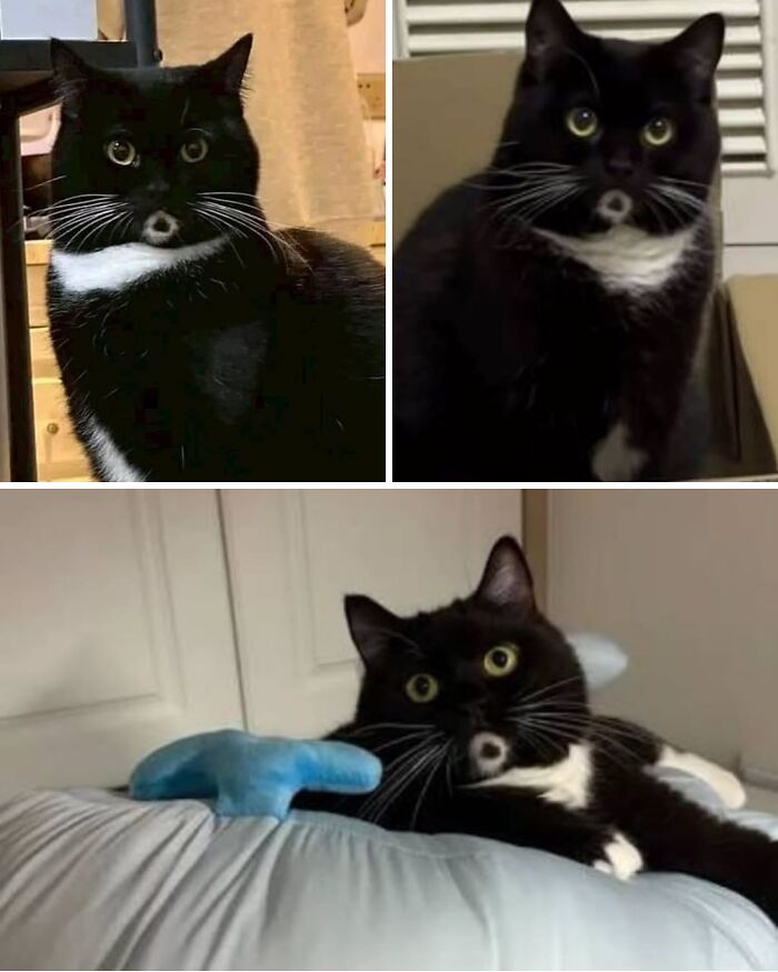 This Cat Was Born With Fur That Makes Him Look Surprised All The Time
