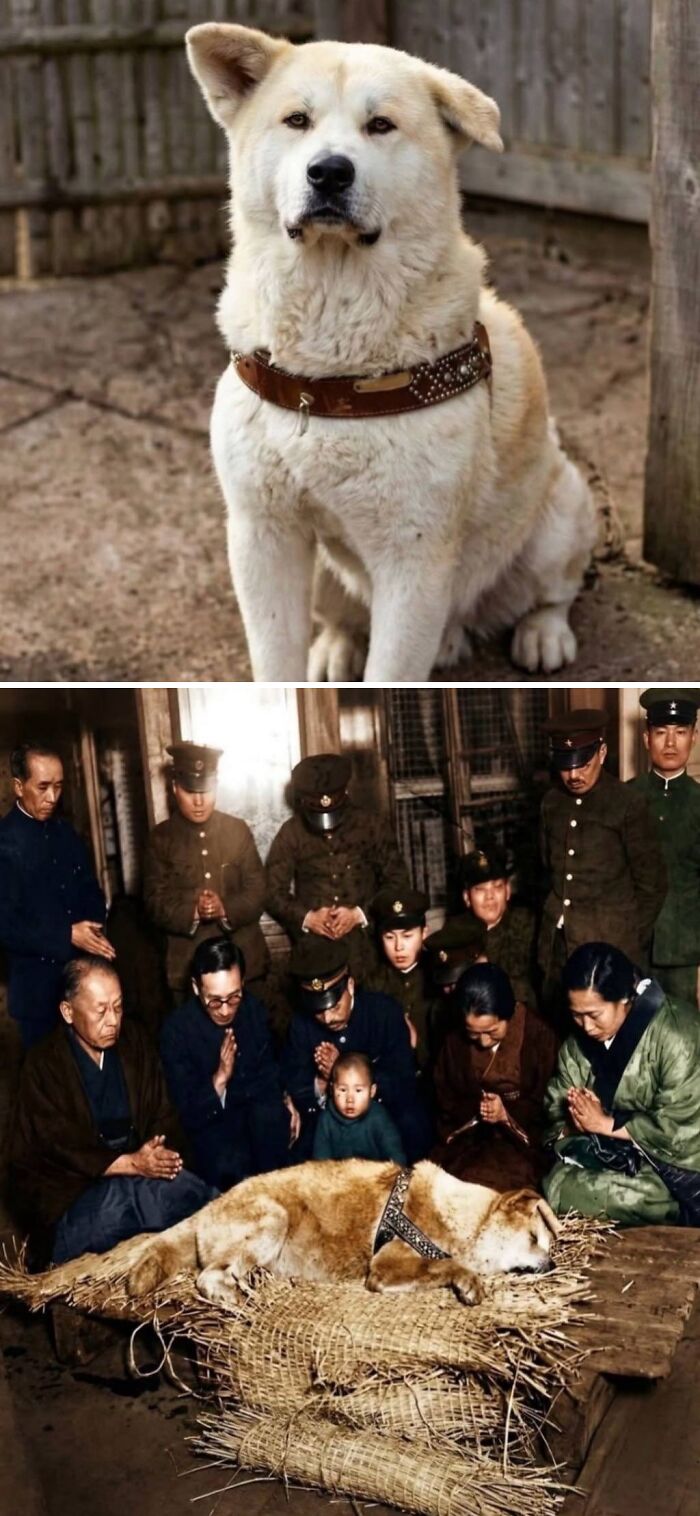 Last Photo Of Hachiko The Dog Who Waited For His Owner At The Station For 9 Years After He Passed