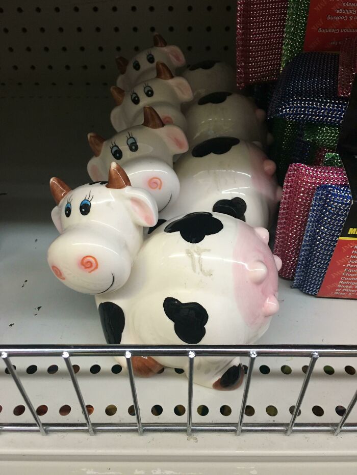 A shelf with several ceramic cow figurines facing the wrong way, a ridiculous you had one job fail.