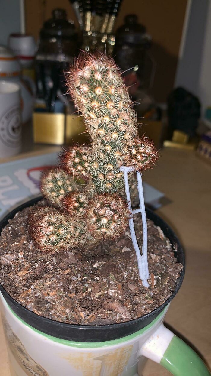 A small cactus supported by a functional 3D printed crutch, making everyday life much easier for plants.