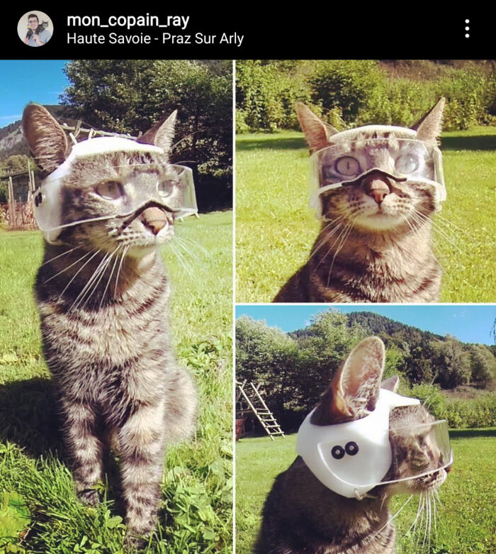 Three images of a cat wearing functional 3D prints, custom-made protective goggles, making everyday life much easier.