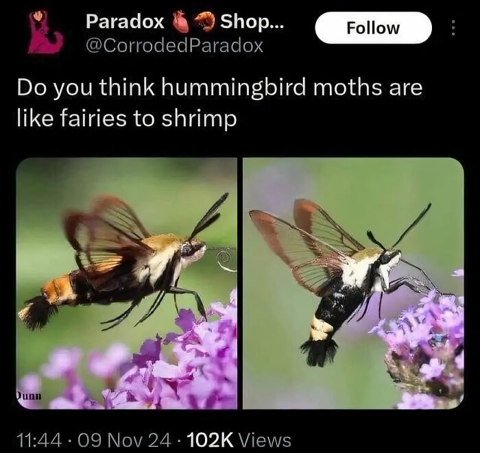 A social media meme asking if hummingbird moths are like fairies to shrimp, showing two close-up images of hummingbird moths on purple flowers.