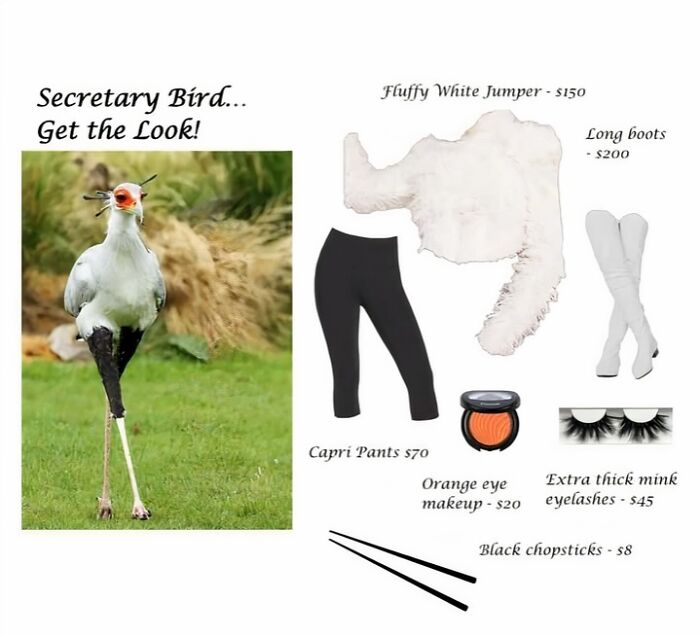A meme showing a Secretary Bird next to an outfit. These memes are perfect to send your friends.