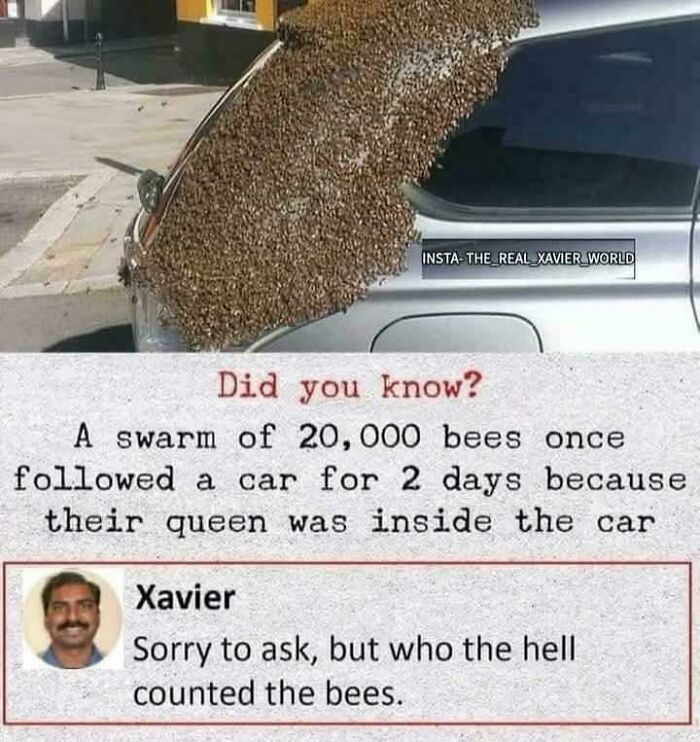 Xavier's savage response to a fun fact about bees following a car, questioning who counted them.
