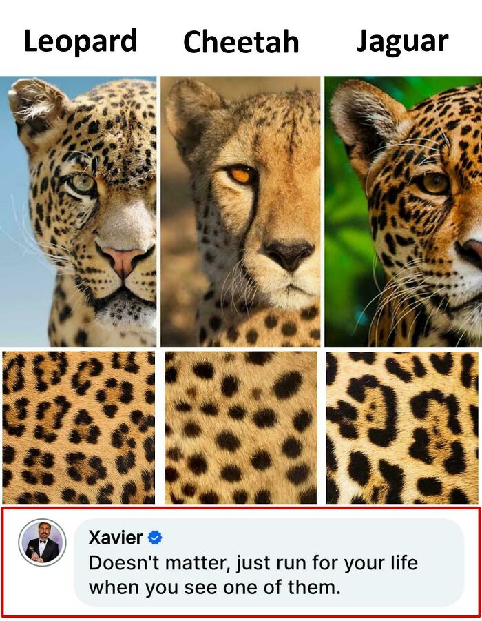 Xavier's savage response to internet nonsense on differentiating big cats.