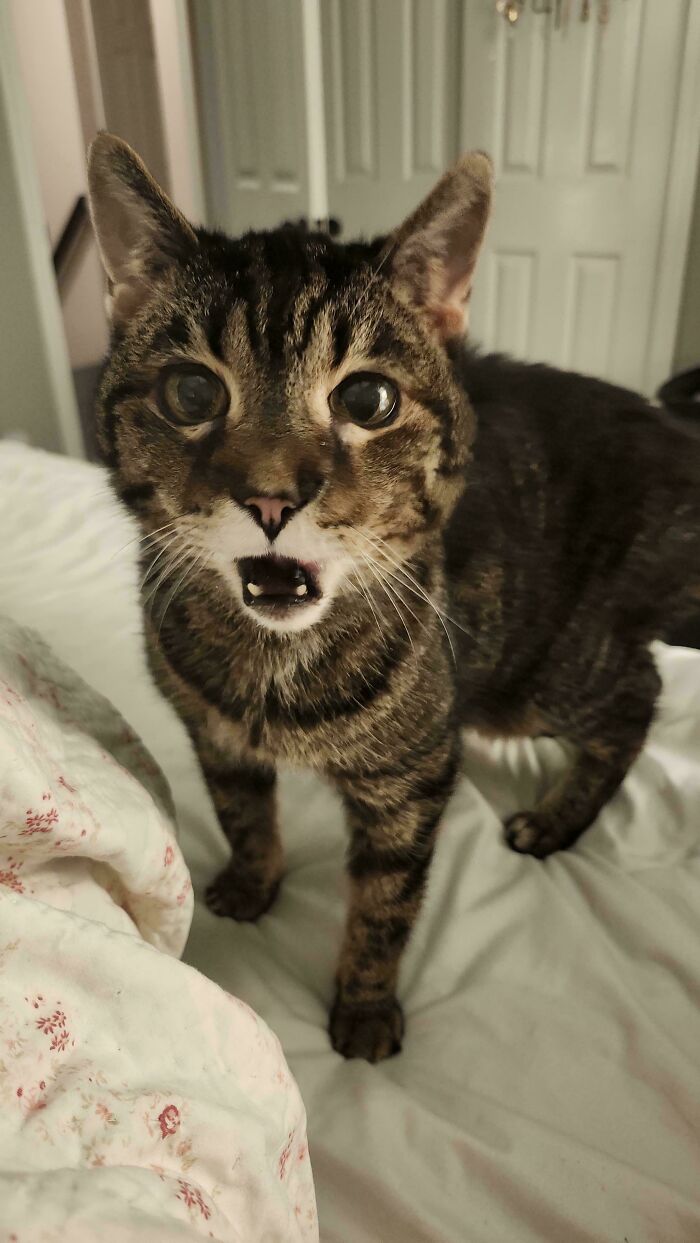 Tabby cat meowing on bed with shocked expression