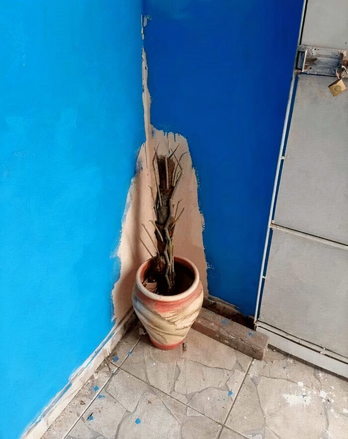 A poorly painted blue wall with a d**d plant in a pot, demonstrating one of the “You Had One Job” Fails.