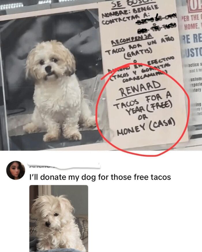 A blursed meme with a missing dog poster offering a reward of tacos for a year or cash, creating a funny scenario.