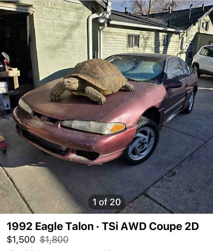 Unhinged marketplace listing: a tortoise on the hood of a 1992 Eagle Talon car.