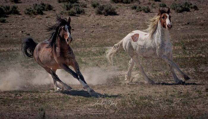 Two wild horses showcasing their strength as they gallop across a dusty, open field.