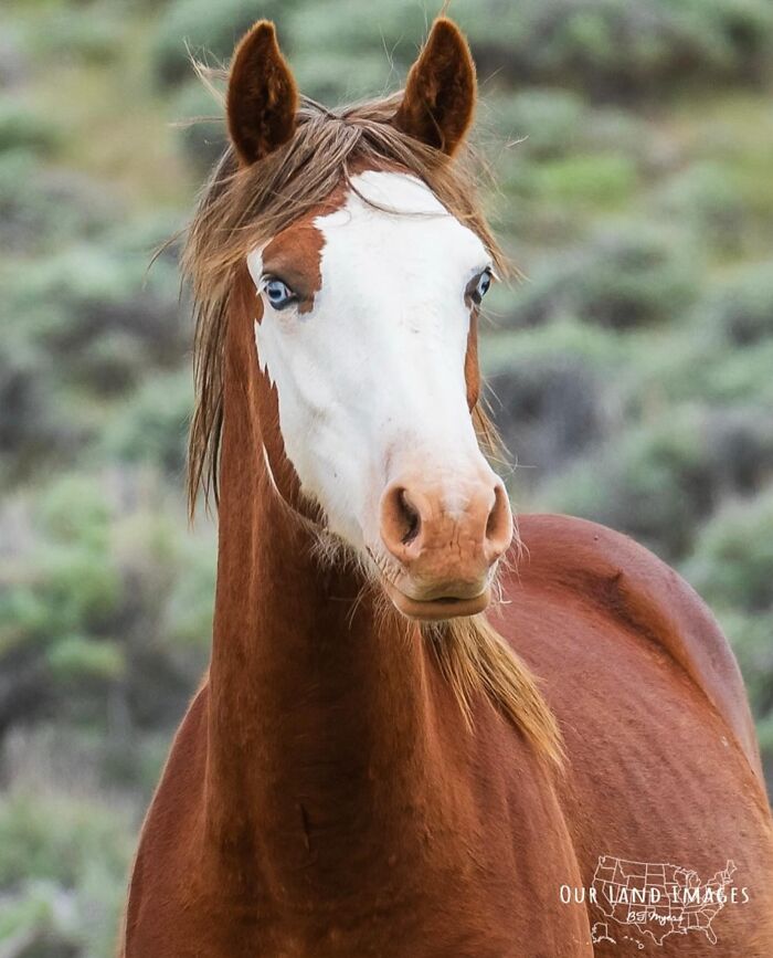 A beautiful horse with striking blue eyes and a white blaze, showing its grace and elegance.
