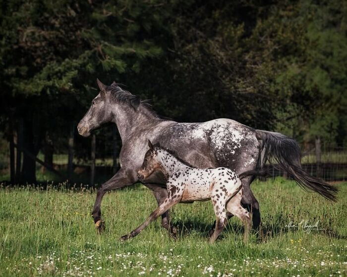 A mare and her foal with spotted coats running through a lush green field, demonstrating the grace and strength of horses.