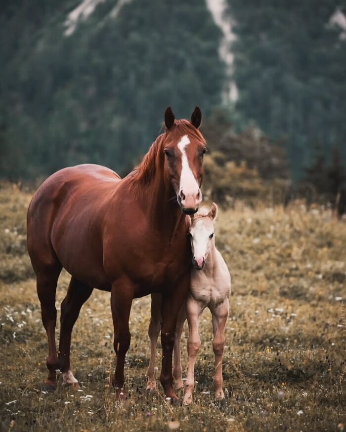 A brown horse and its foal stand close together in a grassy field, displaying the grace and elegance of horses.