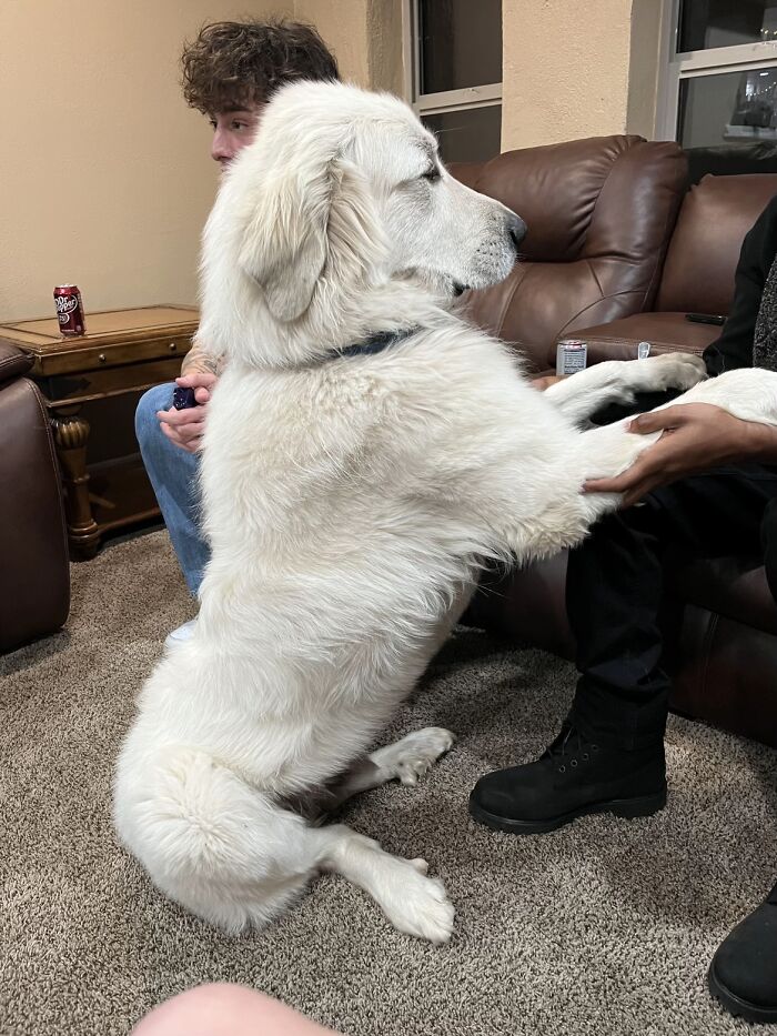 A very large, fluffy white dog sitting upright and holding a person's hands, an image so bizarre and sweet.