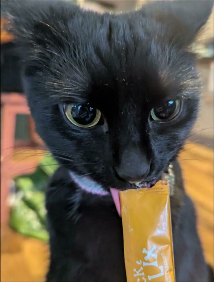 Black cat licking a treat from a yellow packet food-obsessed cats