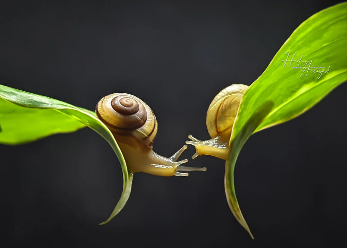 Detailed insect photos featuring two snails on green leaves touching, against a dark background, captured with a smartphone.