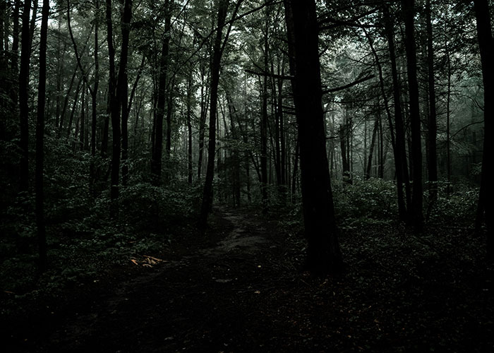 Dark forest path creating an eerie moment to leave immediately