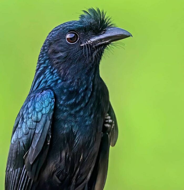 Rare bird photos present a black drongo with iridescent feathers, illustrating nature's beauty in flight.