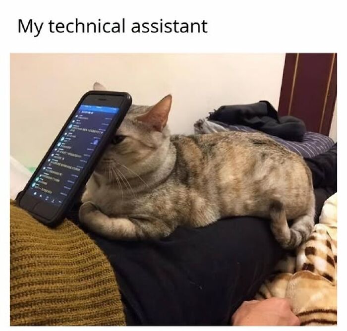 Funny cat memes show a tabby cat resting its head on a smartphone like a technical assistant.