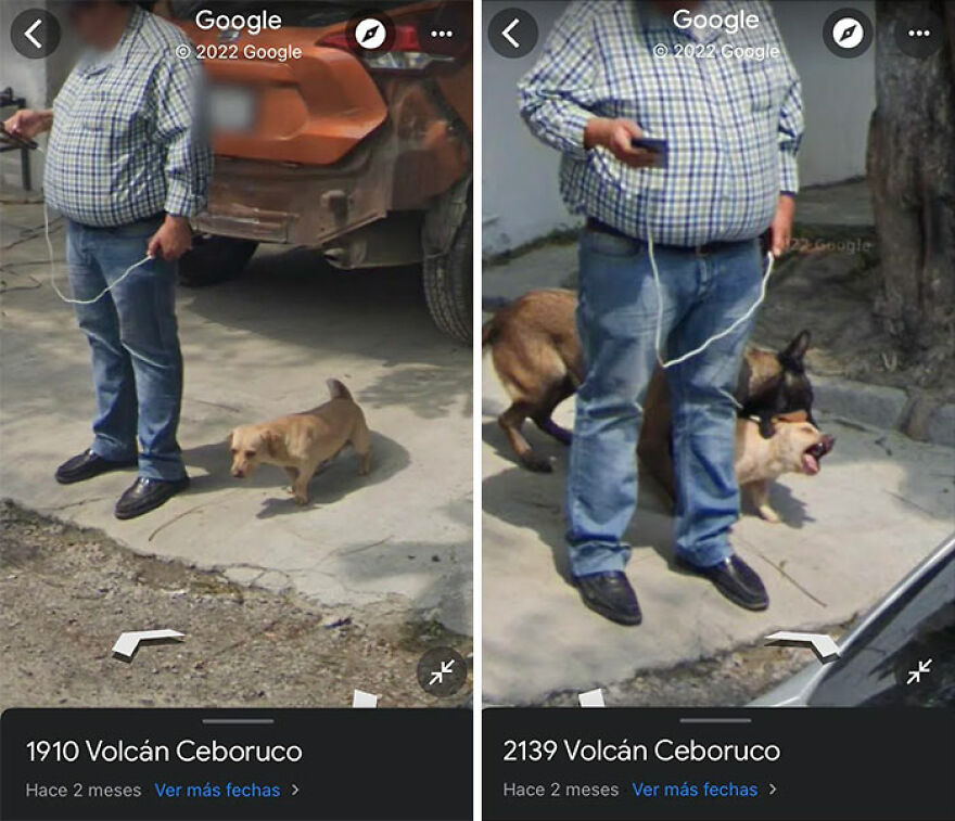 A split image shows a man with two dogs, one in front and one behind him, a funny Google Street View photo.