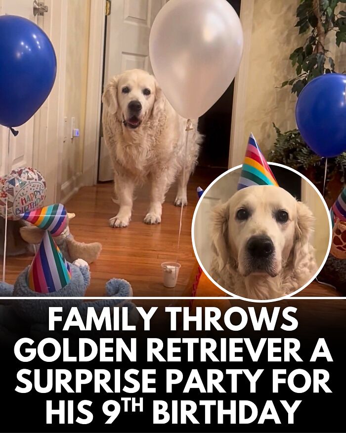 25 New Heartwarming Dog Stories That Prove Kindness Still Exists In The World