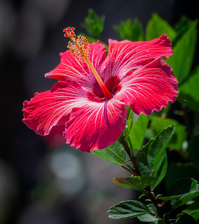 A vibrant red hibiscus flower with a prominent yellow stamen. This image relates to things people saw on their late parents' phones.