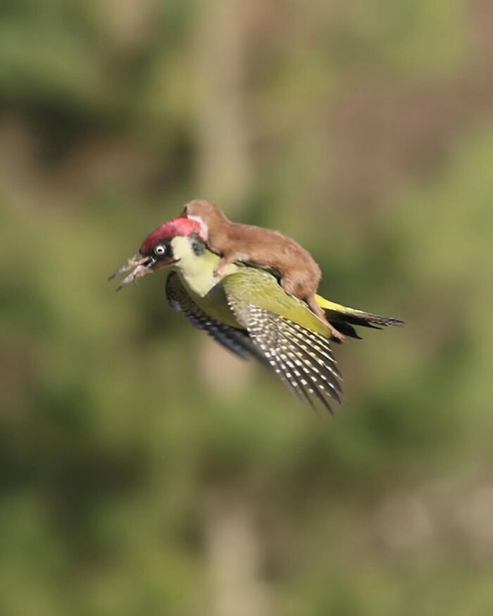 Photographer Captured A Weasel Riding On The Back Of A Woodpecker