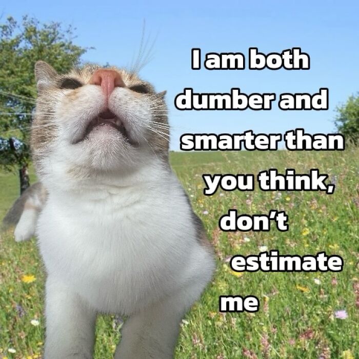 Catscouple-Making-Memes-Mrsmiuki