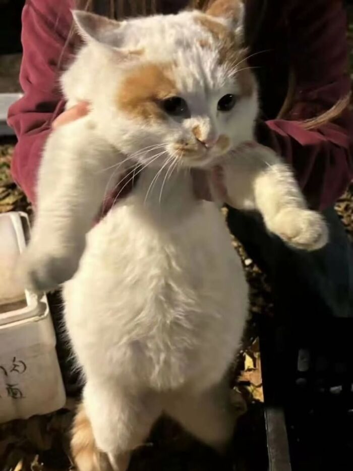Person holding a fluffy white and orange cat upright