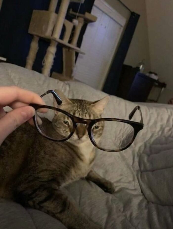 Funny cat wearing glasses held by person on bed
