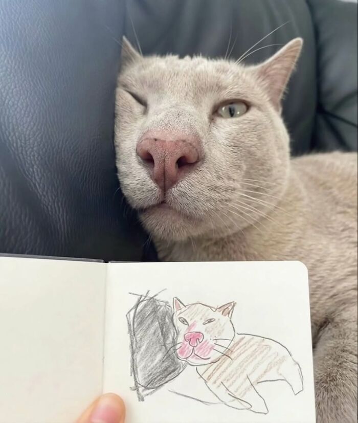 Cat winking next to a hand drawing of a cat in a notebook