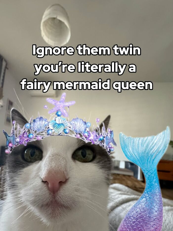 Catscouple-Making-Memes-Mrsmiuki
