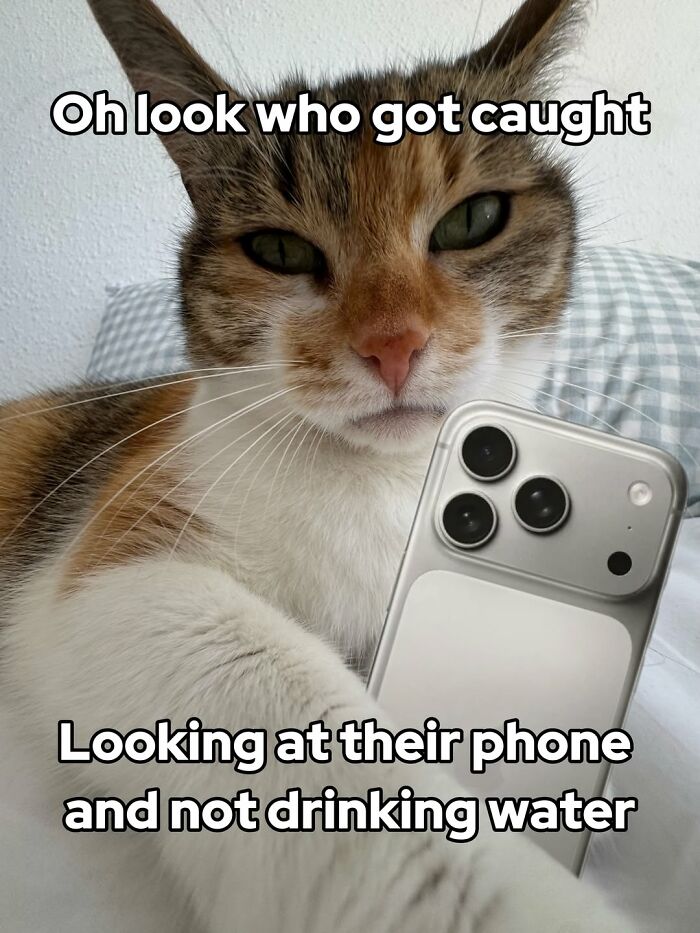 Catscouple-Making-Memes-Mrsmiuki