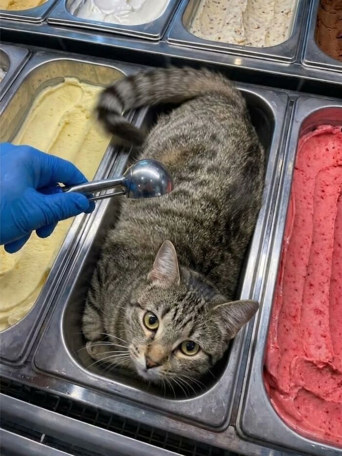 Tabby cat sitting inside ice cream container with scoop nearby