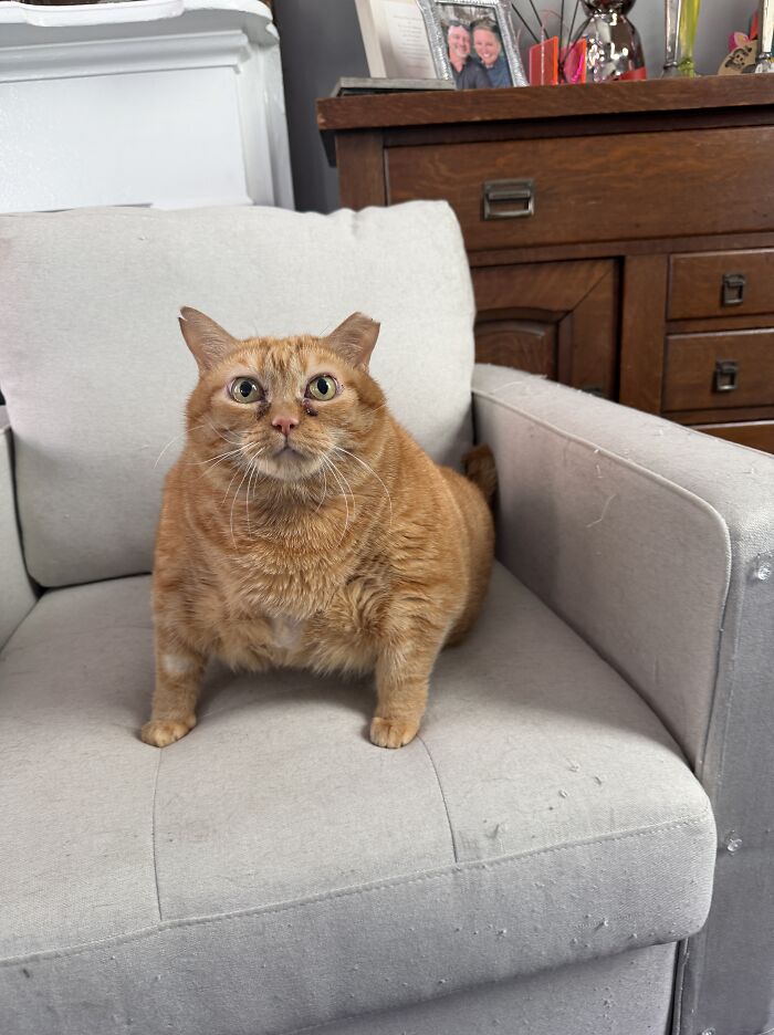 An overweight rescue cat sitting upright on a white armchair looking curious.