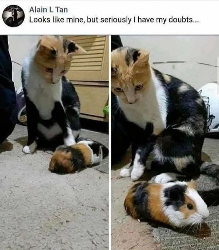 Funny cat looks suspiciously at guinea pig with similar coloring