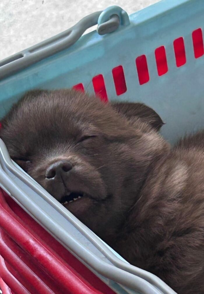30 Adorable Dog Photos From “Cute Animal Photos To De-Stress” That Are Guaranteed To Brighten Your Day (New Pics)