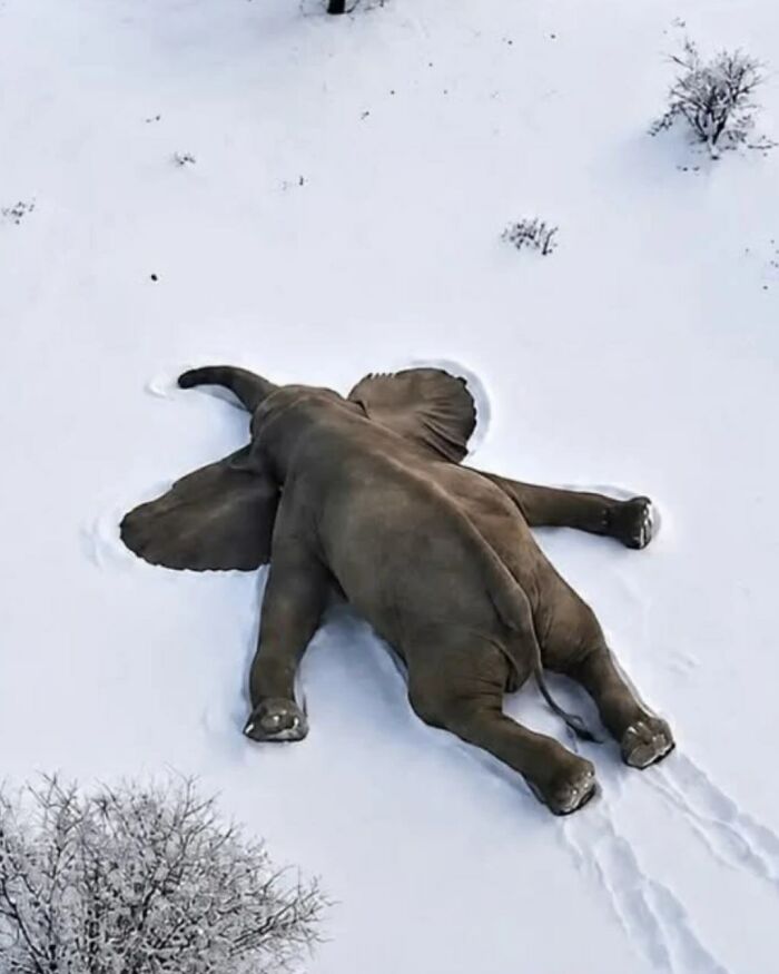 Elephant Relaxing Happily In Snowy Weather Goes Viral And Melts Hearts Across The Internet Today